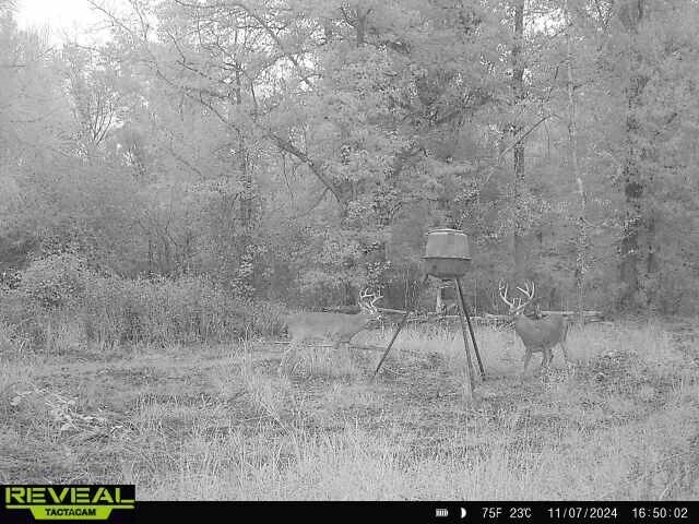 More Photos Of 17675 Cedar Springs Rd, Blakely Land For Sale