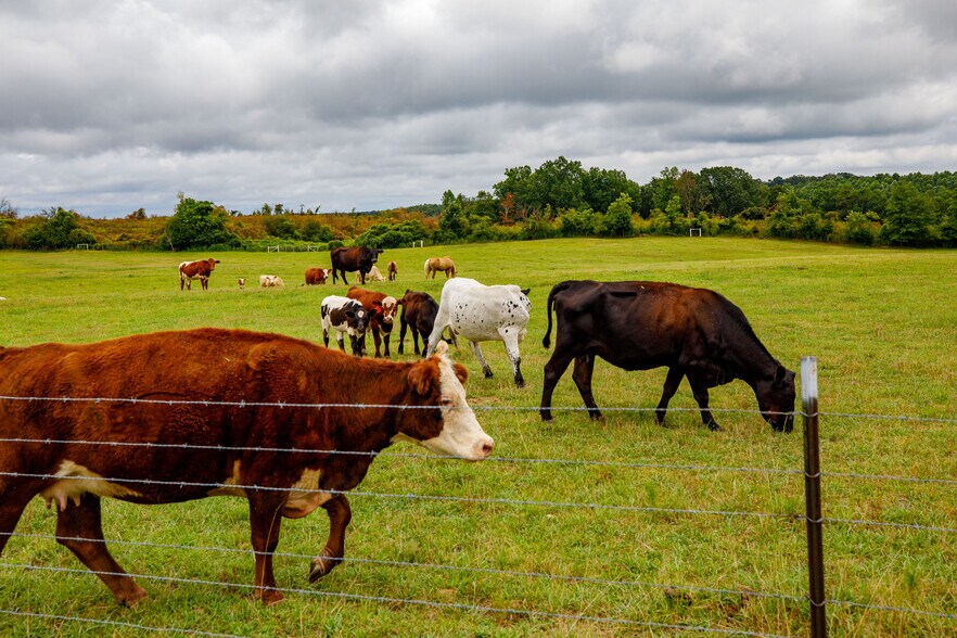 More Photos Of 3262 County Road 6, Hackleburg Land For Sale