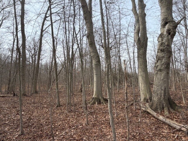 More Photos Of Approx. 4593 S Madison Rd, Madison Land For Sale