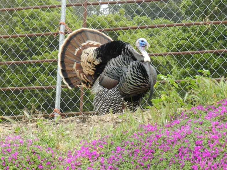 More Photos Of 17663 Vierra Canyon Rd, Salinas Manufactured Housing Mobile Home Park For Sale