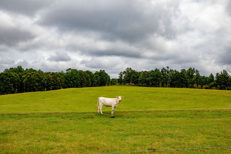 More Photos Of 3262 County Road 6, Hackleburg Land For Sale