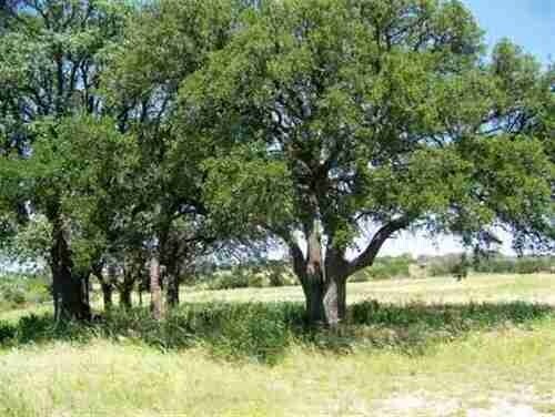 More Photos Of , Burnet Land For Sale