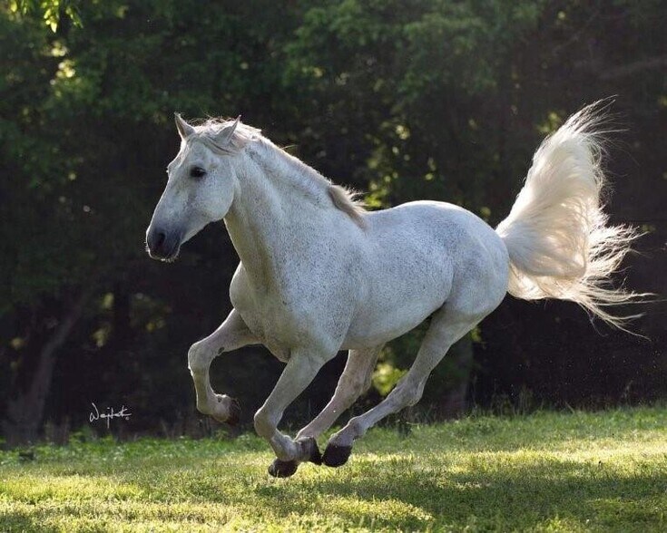 More Photos Of 2810 Precinct Line Rd, Richmond Land For Sale