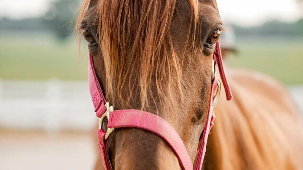 More Photos Of 352 MO-245, Dadeville Horse Stables For Sale