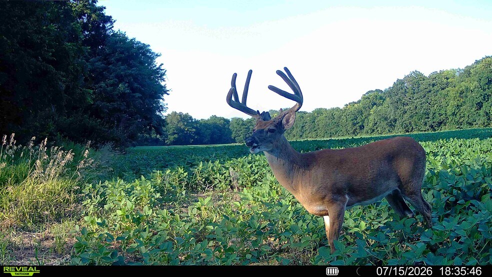 More Photos Of Walnut Hill Ln. (36.31+/- Acres), Elsberry Land For Sale