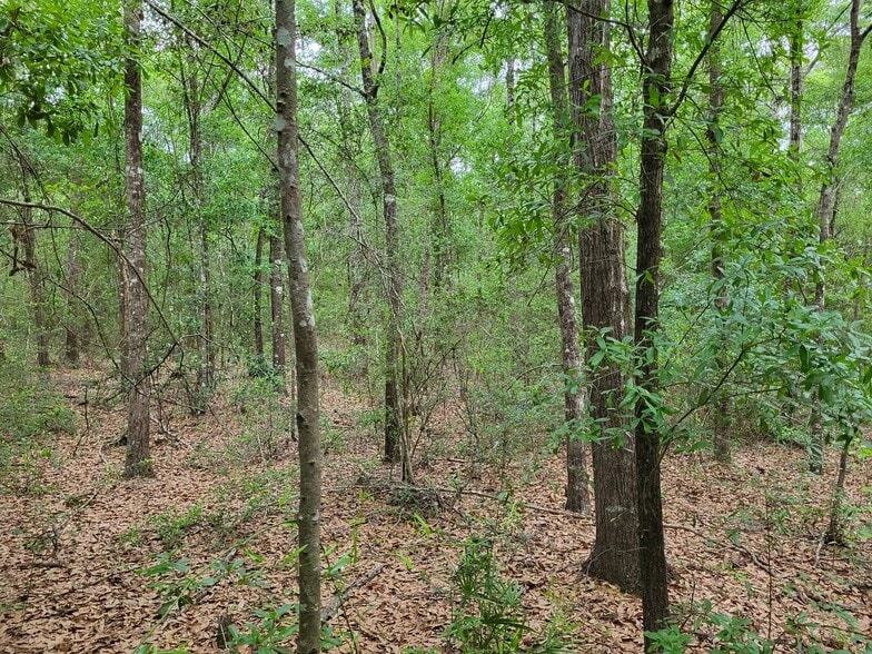 More Photos Of 301 E Redstone Ave, Crestview Land For Sale