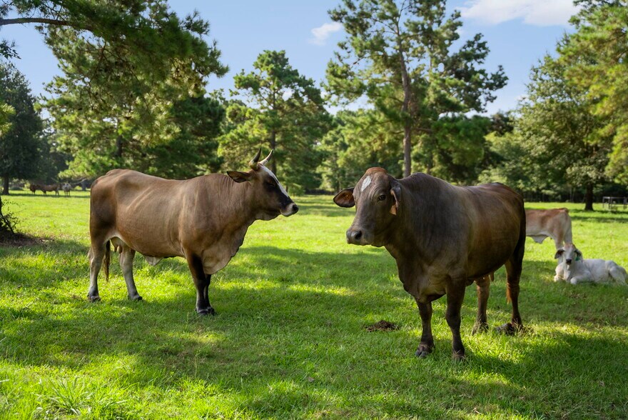 More Photos Of 18121 TX-105, Plantersville Land For Sale